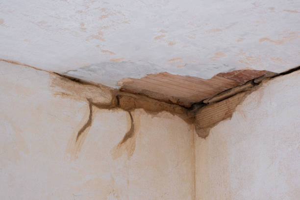 Best Mold removal after water damage  in Petoskey, MI